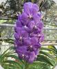 Vanda Viboon x Gordon Dillion